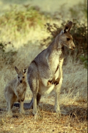 Känguruhs (auf dem zersörten Bild dargestellt